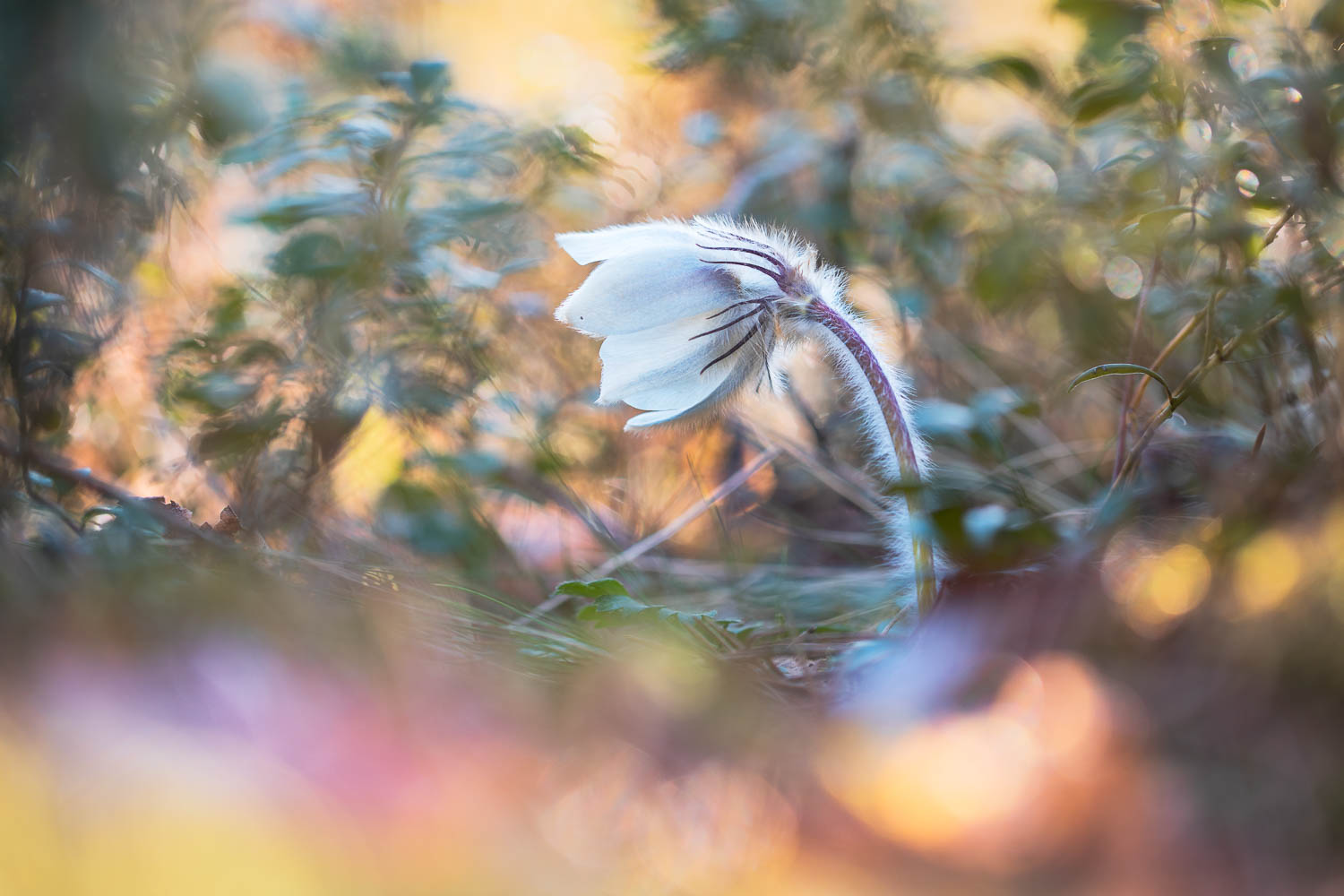 flower field