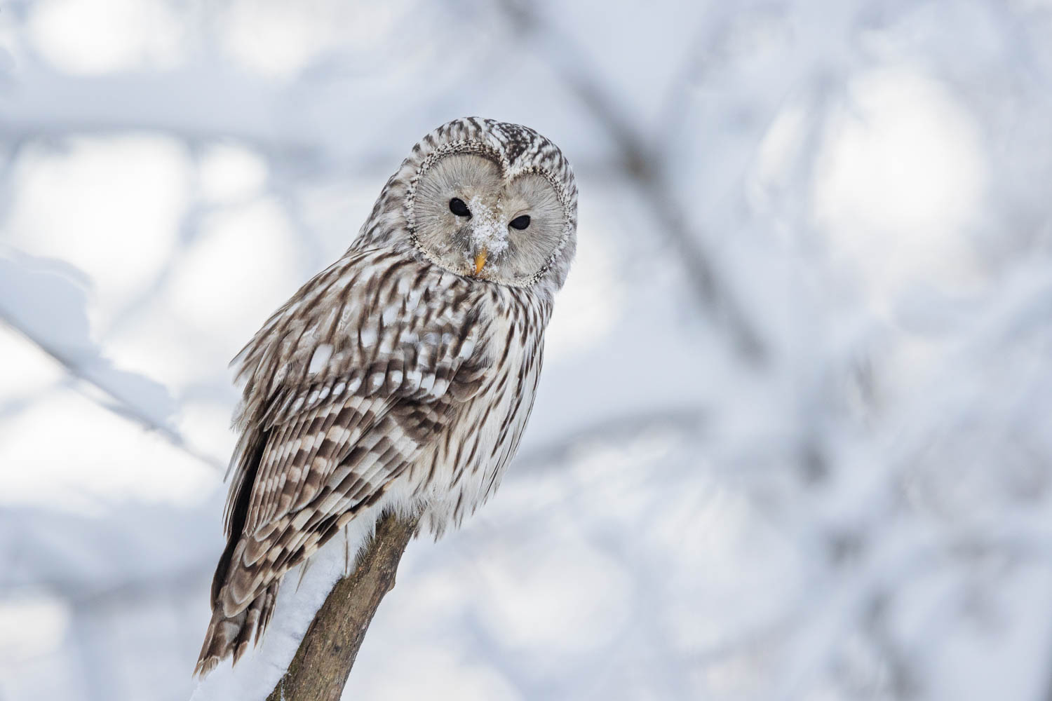 winter owl